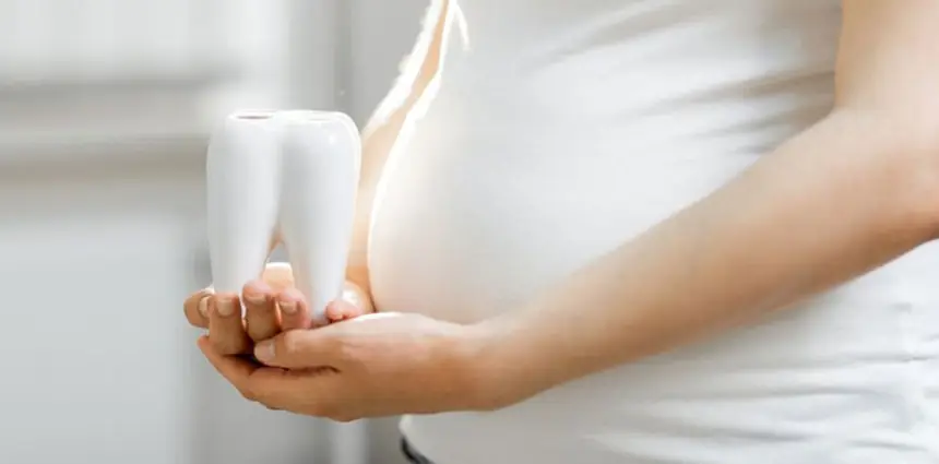 Close-up of a pregnant woman holding a tooth model